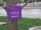 ╚Наше╩ дерево в Саду Столетия Университета Цинхуа.